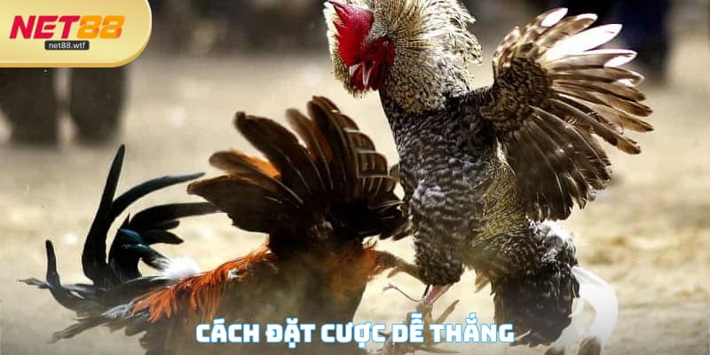 Cách đặt cược dễ thắng
