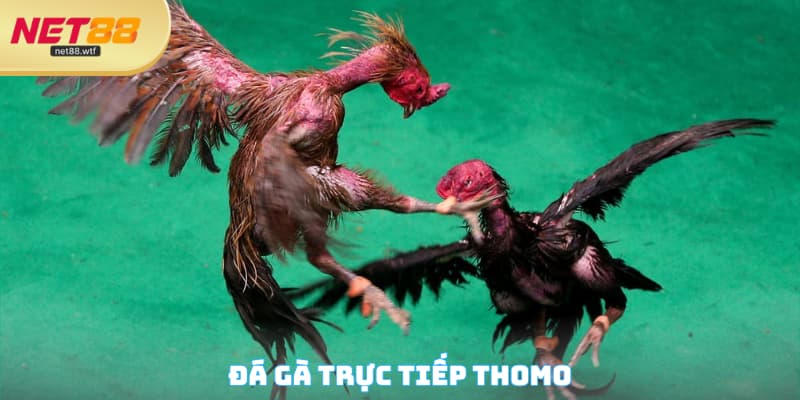Đá Gà Trực Tiếp Thomo